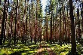 Выставка к 80-летию Псковской области. Природные богатсива Плюсского района.
